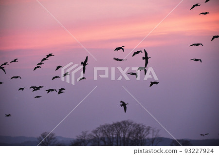 A bright red sunset sky and white-fronted geese (Miyajima Marsh, Hokkaido) 93227924