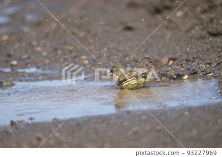 Blue-green algae bathing in a puddle (Hokkaido) 93227969