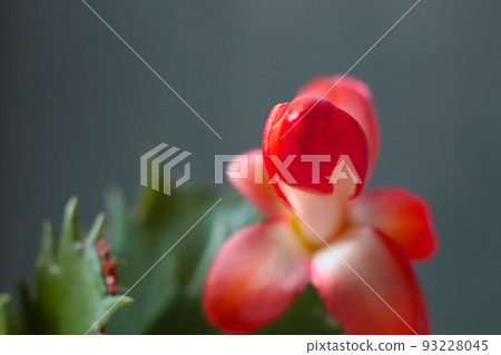 Schlumbergera, the Christmas cactus is a cute succulent plant that blooms in autumn or winter. Schlumbergera, the Christmas cactus is a cute succulent plant that blooms in autumn or winter. 93228045