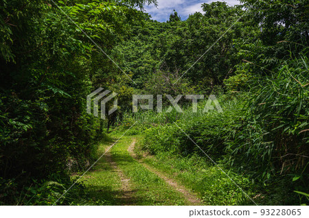 車轍導致進入森林 93228065