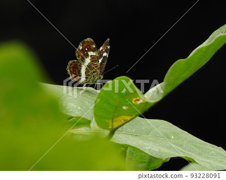 Sakahaha halibut (summer type) Sakahaha halibut (summer type) 93228091