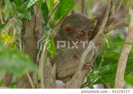 Tarsier, popularly known as Tasha, inhabits Bohol Island, Philippines Tarsier, an endangered species 93228157