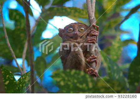 Tarsier, popularly known as Tasha, inhabits Bohol Island, Philippines Tarsier, an endangered species 93228160