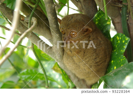 Tarsier, popularly known as Tasha, inhabits Bohol Island, Philippines Tarsier, an endangered species 93228164