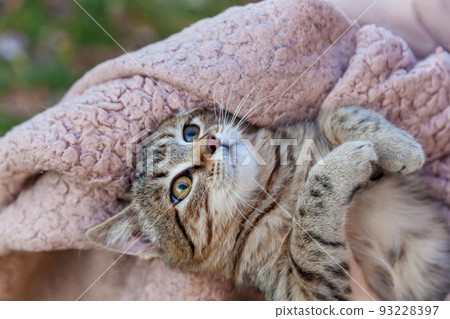 Cat wrapped in a blanket Cat wrapped in a blanket 93228397