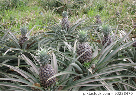 Philippines Pineapple cultivation Scenery of pineapple fields Luzon Island Tagaytay Highlands Philippines Pineapple cultivation Scenery of pineapple fields Luzon Island Tagaytay Highlands 93228470