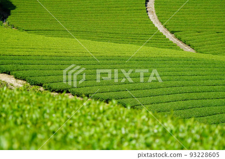 Kyoto Prefecture Landscape Assets, Wazuka Town Ishitera District, Fresh Green Tea Farm 93228605