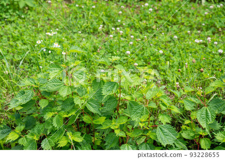 Meadow Akaso 93228655