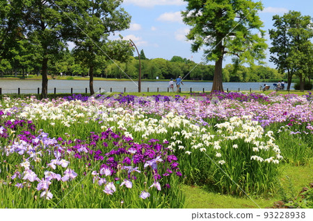 Mizumoto Park Iris Festival in Katsushika-ku, Tokyo Early June 93228938