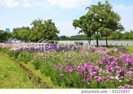 Mizumoto Park Iris Festival in Katsushika-ku, Tokyo Early June 93228947