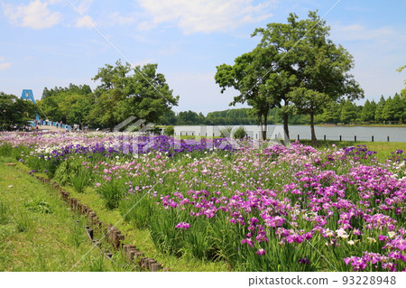 Mizumoto Park Iris Festival in Katsushika-ku, Tokyo Early June 93228948