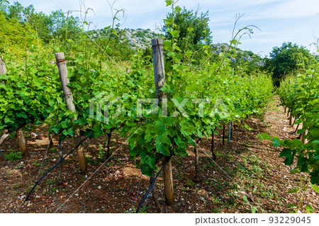 Vineyards in Montenegro Vineyards in Montenegro 93229045