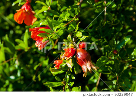 Red flowers grenade Red flowers grenade 93229047