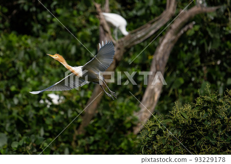 Cattle egret in flight in summer 01 Cattle egret in flight in summer 01 93229178