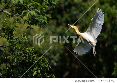 Cattle egret in flight in summer 02 Cattle egret in flight in summer 02 93229179
