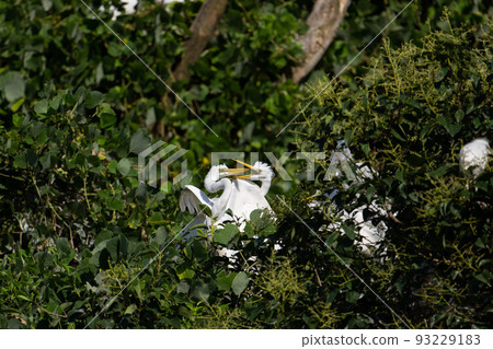 Great Egret Juvenile in Summer 01 Great Egret Juvenile in Summer 01 93229183