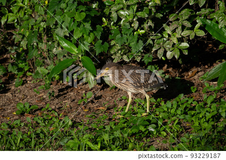 Hoshigoi 在夏天尋找食物 01 93229187