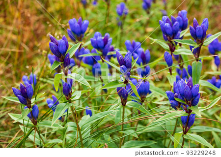 Ezo oyama gentian 93229248