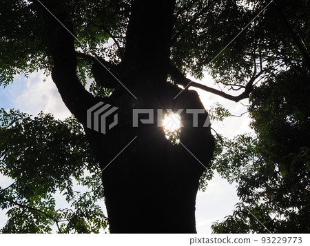Sunbeams 93229773