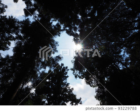 Sunbeams 93229788