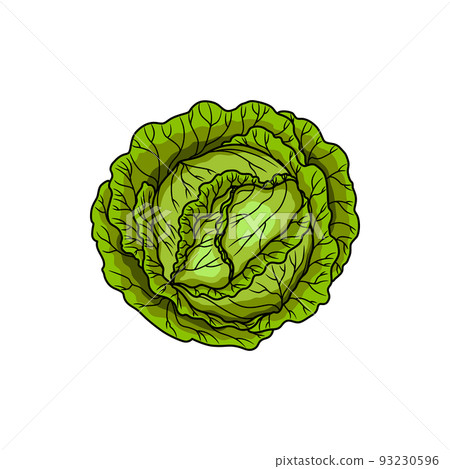 Cabbage head isolated green vegetable raw food. Vector headed cabbage, fresh veggie Cabbage head isolated green vegetable raw food. Vector headed cabbage, fresh veggie 93230596