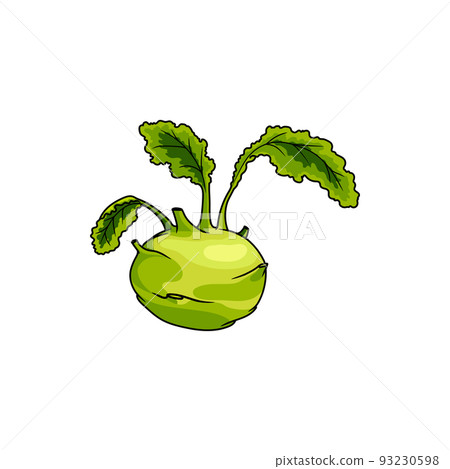 Kohlrabi isolated cabbage with turnip-shaped edible stem. Vector green vegetable food Kohlrabi isolated cabbage with turnip-shaped edible stem. Vector green vegetable food 93230598