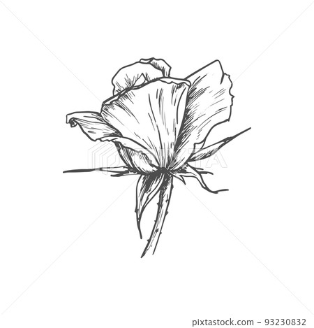 Bud of rose flower isolated sketch blossom. Vector floral blooming plant, tattoo design Bud of rose flower isolated sketch blossom. Vector floral blooming plant, tattoo design 93230832