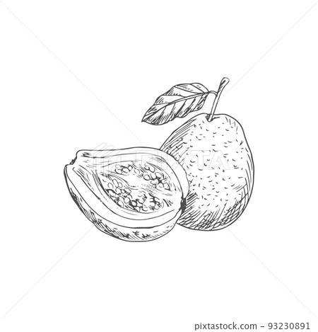 Guava whole and half isolated sketch. Vector edible tropical fruit, exotic food dessert 93230891