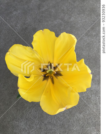 yellow flower seen from above 93230936
