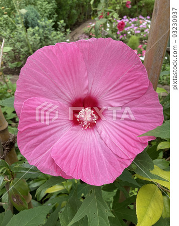 front view of pink flowers 93230937