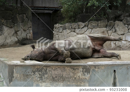 公犀牛的腹部和生殖器暴露的睡姿 93231008