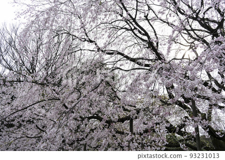 多雲時盛開的染井吉野櫻花,文京區江戶川公園 多雲時盛開的染井吉野櫻花,文京區江戶川公園 93231013