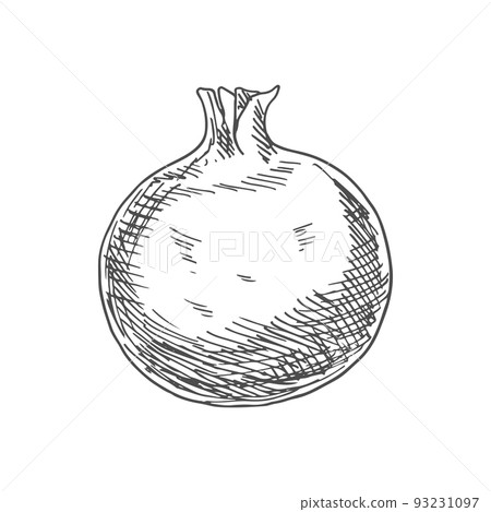 Pomegranate isolated sketch fruit. Vector forbidden fruit in the Garden of Eden, symbolizes fruitfulness Pomegranate isolated sketch fruit. Vector forbidden fruit in the Garden of Eden, symbolizes fruitfulness 93231097