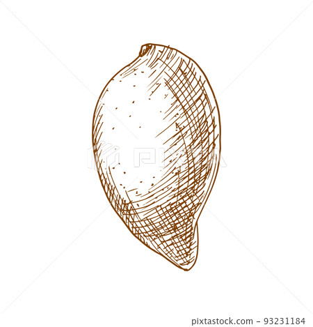 Mango tropical fruit sketch. Vector isolated organic whole exotic mango fruit with leaf 93231184