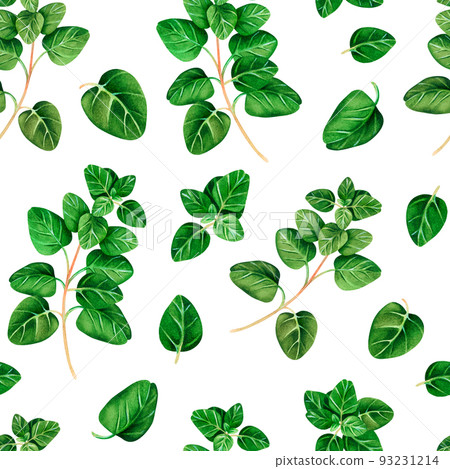 Seamless pattern of Oregano. Watercolor illustration.Isolated on a white background.For your design. Seamless pattern of Oregano. Watercolor illustration.Isolated on a white background.For your design. 93231214