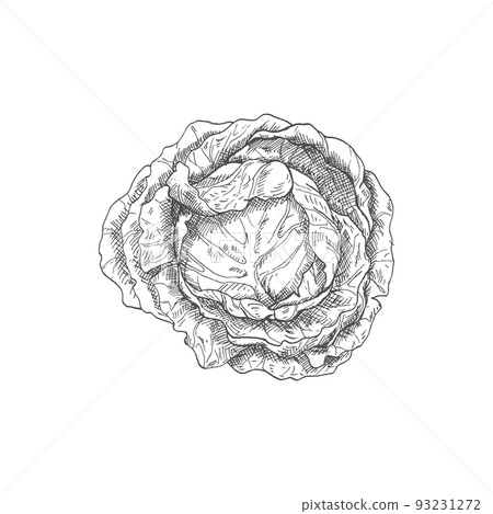 Cabbage head isolated monochrome sketch. Vector vegetable, healthy organic food, autumn agriculture harvest 93231272