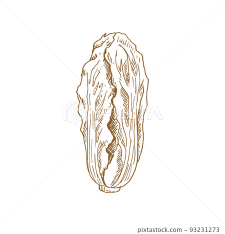 Isolated sketch of chinese cabbage. Vector vegetable Isolated sketch of chinese cabbage. Vector vegetable 93231273