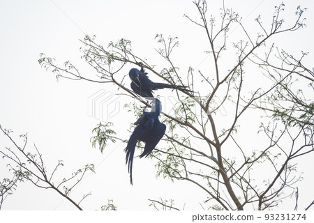 Hyacinth Macaw couple mating,Pantanal Forest, Brazil Hyacinth Macaw couple mating,Pantanal Forest, Brazil 93231274