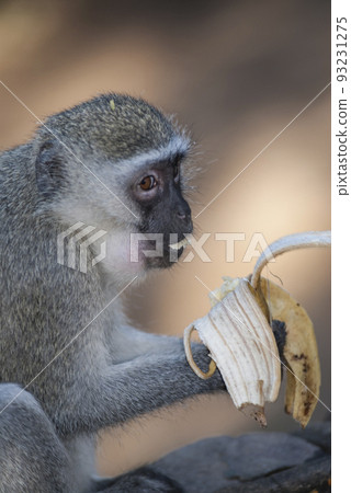 Vervet monkey eating a banana,Kruger National Park,South Africa Vervet monkey eating a banana,Kruger National Park,South Africa 93231275