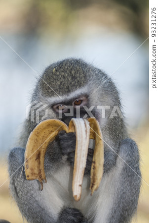 Vervet monkey eating a banana,Kruger National Park,South Africa 93231276