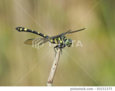 Taiwan Uchiyayama Taiwan Uchiyayama 93231375