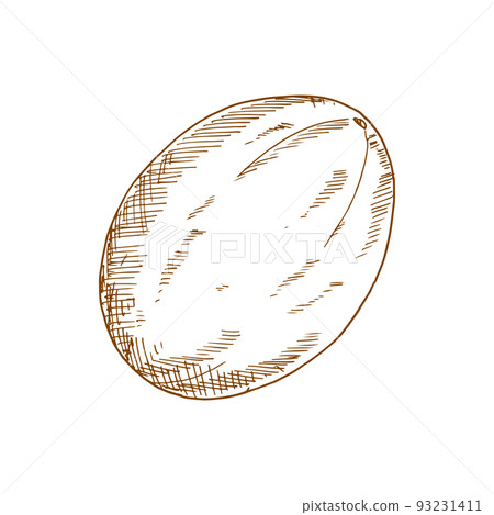 Ripe tropical sweet melon, isolated raw fruit sketch Ripe tropical sweet melon, isolated raw fruit sketch 93231411