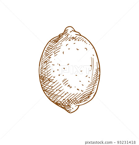 Lemon fruit sketch. Vector isolated whole organic natural lemon or lime citrus fruit 93231418