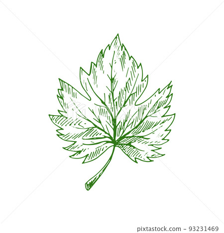 Acer or maple leaf isolated eco plant sketch. Vector green organic plant element Acer or maple leaf isolated eco plant sketch. Vector green organic plant element 93231469
