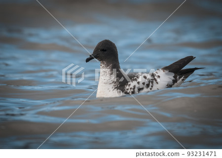 Cape petrel swimming in Antarctic waters. 93231471