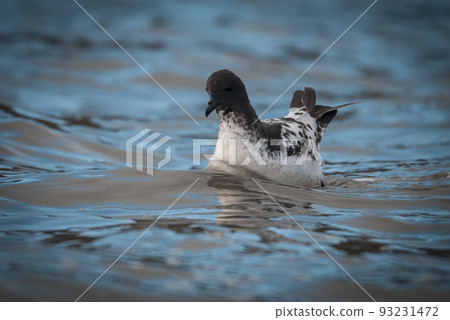Cape petrel swimming in Antarctic waters. 93231472
