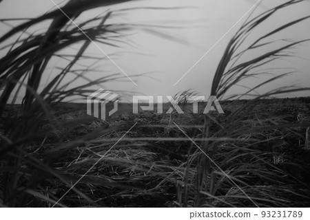 Sugarcane that withstands strong winds Sugarcane that withstands strong winds 93231789
