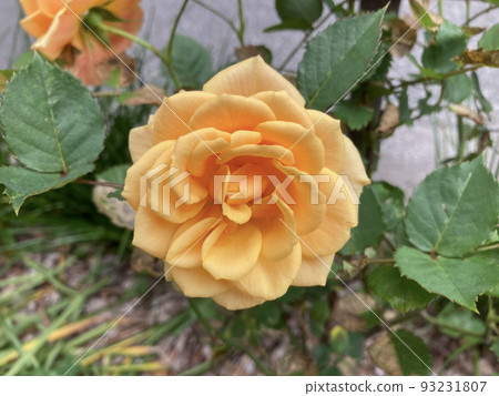 Orange flowers 93231807