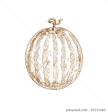 Ripe striped watermelon fruit sketch. Isolated raw watermelon Ripe striped watermelon fruit sketch. Isolated raw watermelon 93231980