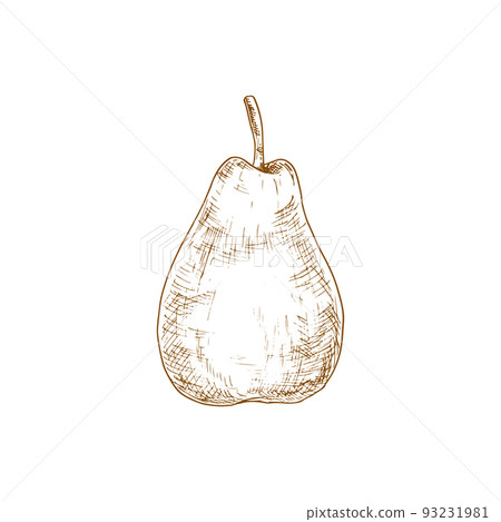 Pear sketch, vector isolated fruit. Natural healthy farm pear fruit icon Pear sketch, vector isolated fruit. Natural healthy farm pear fruit icon 93231981